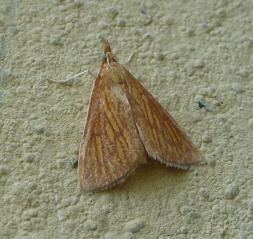 ID Pyralidae